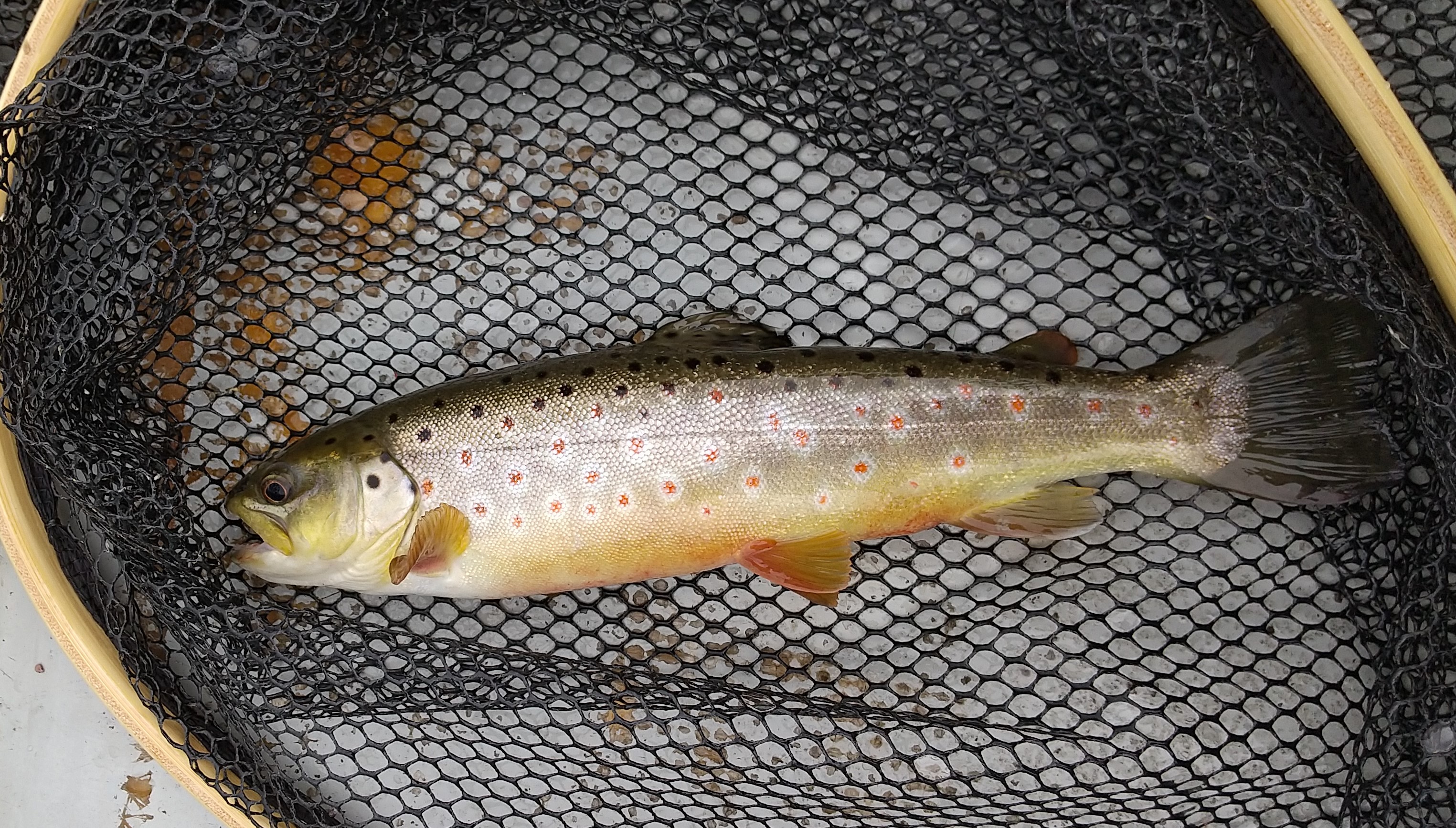 芦ノ湖ブラウントラウト